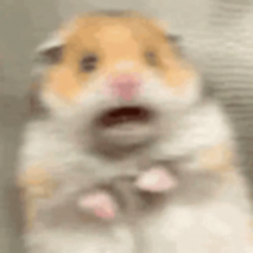 Image failed to load: HamsterIdkGIF.gif